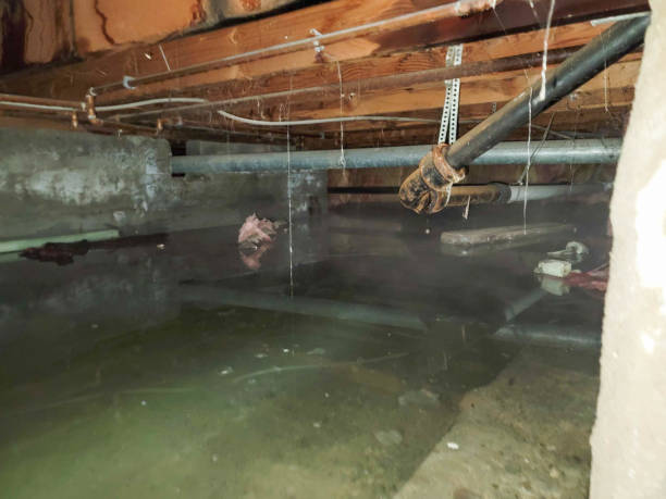 Best Local water damage restoration  in Albany, MN