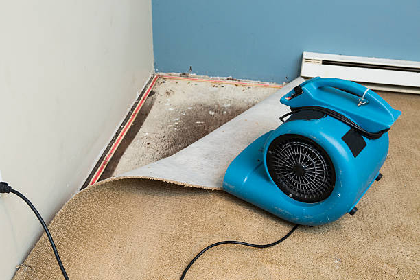 Best Fire Damage Restoration  in Albany, MN